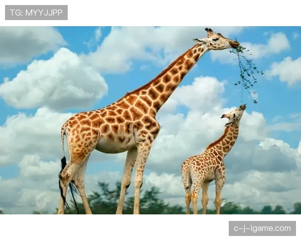 喀麦隆“不可征服狮子”保护计划为濒危物种带来新希望